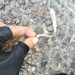 渋い状況の中でのヒット