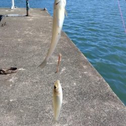 シーズン４回目の津居山釣行