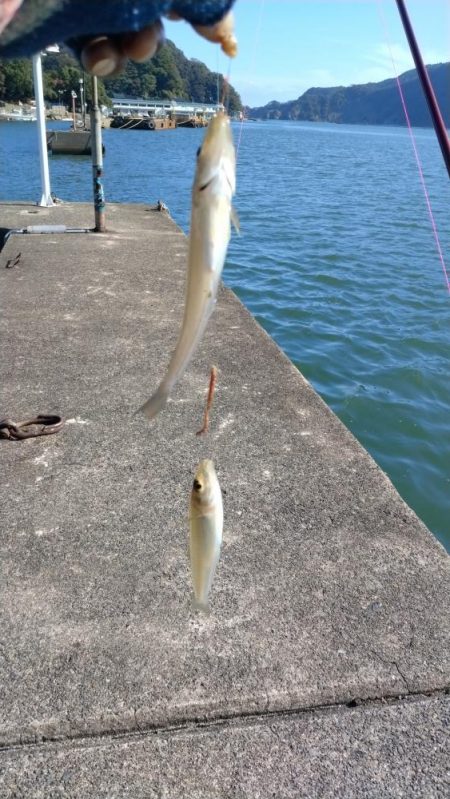 シーズン４回目の津居山釣行