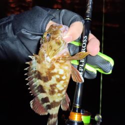 2023/10/24 南港ライトゲーム釣行 (ロックフィッシュ狙い)