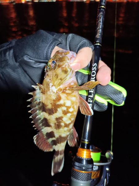 2023/10/24 南港ライトゲーム釣行 (ロックフィッシュ狙い)