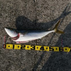 メジロ＆サゴシ