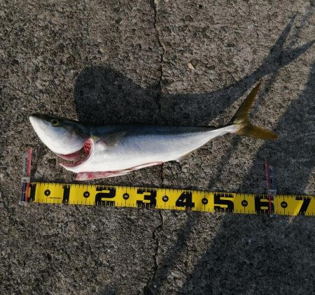 メジロ＆サゴシ