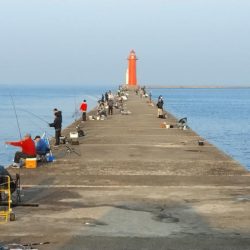 良型キスがアタリ始めました