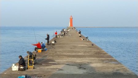 良型キスがアタリ始めました