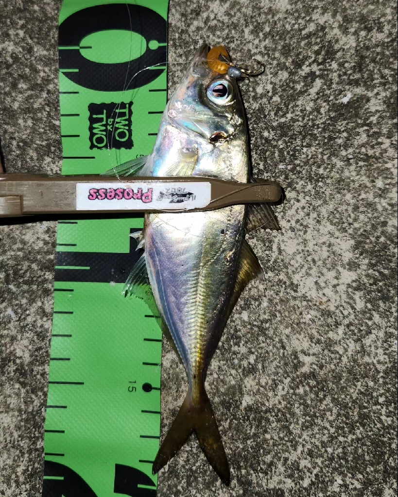 こましなアジが廻ってきた