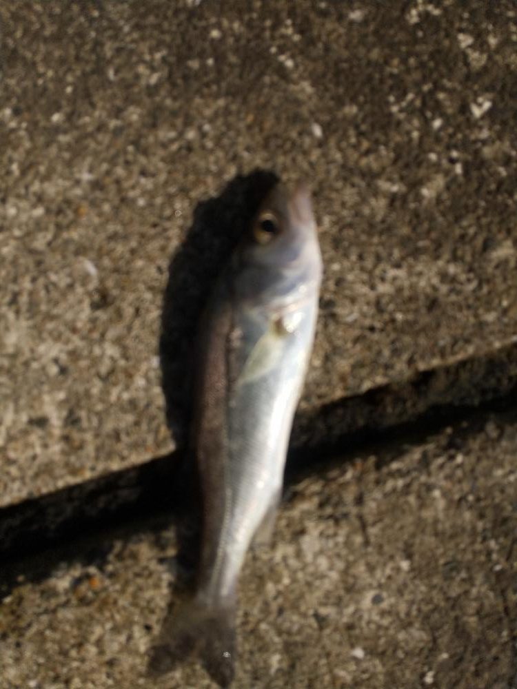 久しぶりの釣行