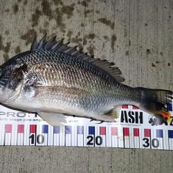 2023/10/28 南港ヘチ釣り釣行