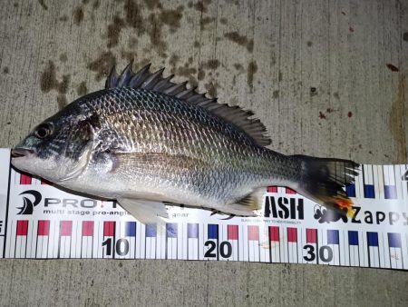 2023/10/28 南港ヘチ釣り釣行