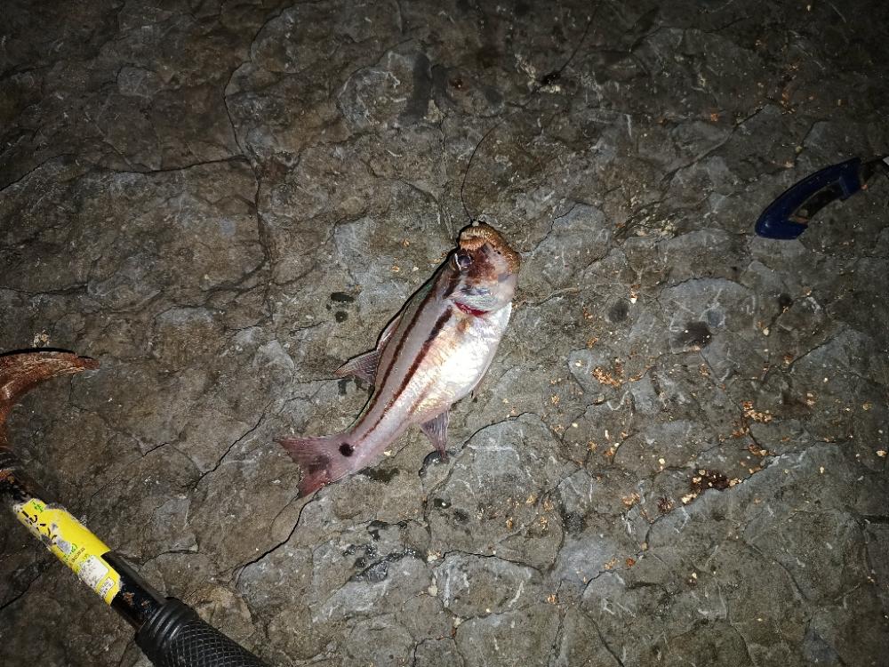 ウツボにキンギョ