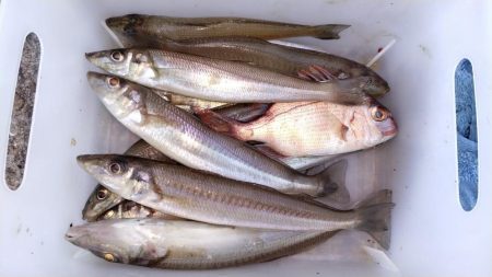 短い時合いを捉える事が出来ました