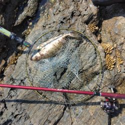 デカイマダイ・・・・