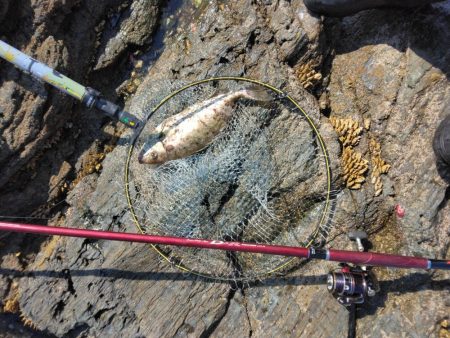 デカイマダイ・・・・