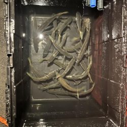 ヒイカ釣りのつもりが