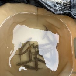 ウリボウフィーバー