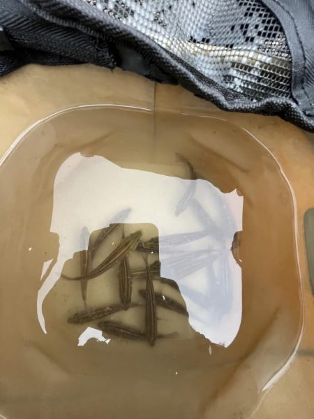 ウリボウフィーバー