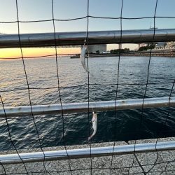 ウリボウだらけ