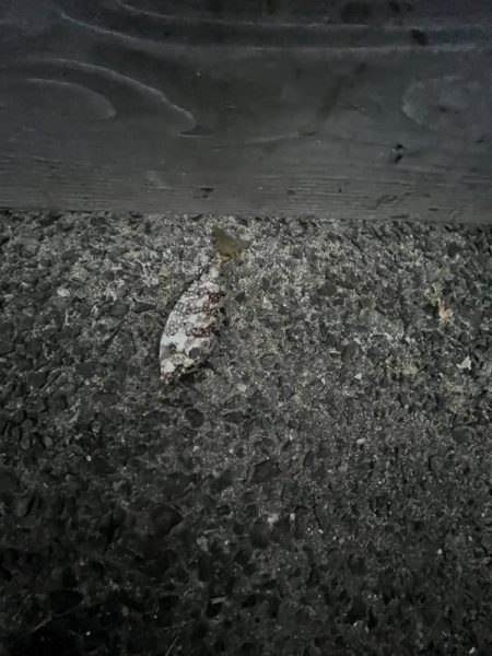 サビキ終わりかけ