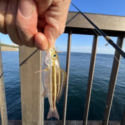 激渋〜カマボコの素〜