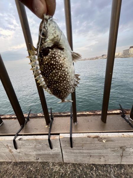 サビキが渋い時期