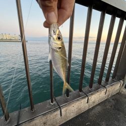 サビキも終わりかけ②