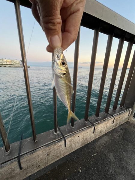 サビキも終わりかけ②