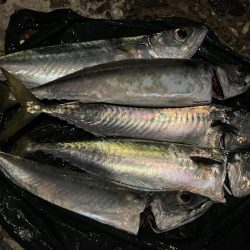 タチウオも大サバもよく釣れました