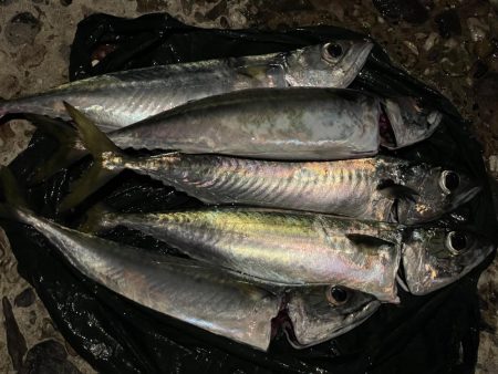 タチウオも大サバもよく釣れました