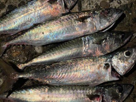 タチウオ、大サバよく釣れた！