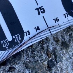 太刀魚居ました