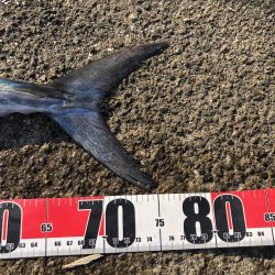 やっと今季1本目の！