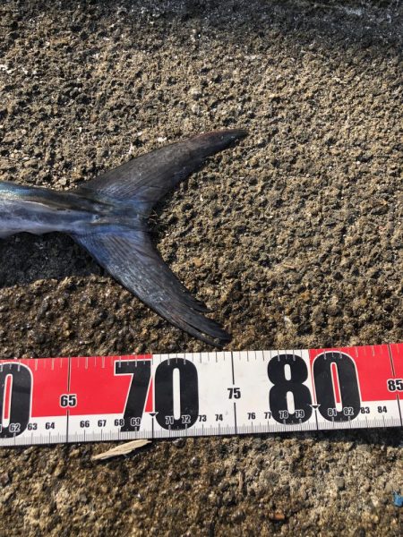 やっと今季1本目の！