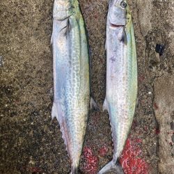 2023ライトゲーム第39戦