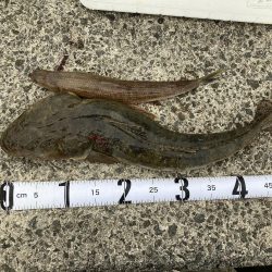 まさかのマゴチ