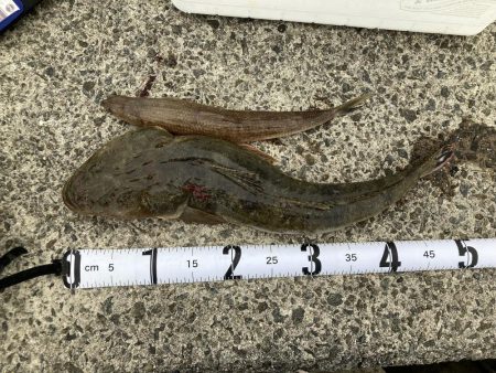 まさかのマゴチ