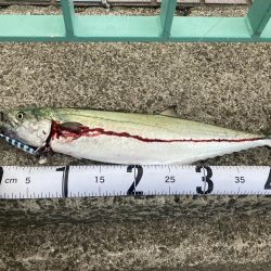 ライトショアジギング