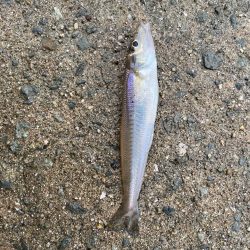 やっぱりPEは感度が良い