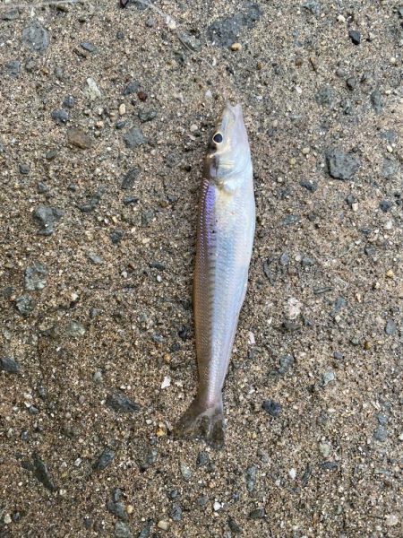 やっぱりPEは感度が良い