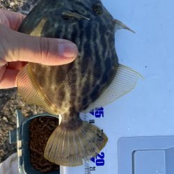 日の出渡船でカワハギ狙い