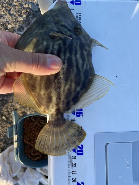 日の出渡船でカワハギ狙い