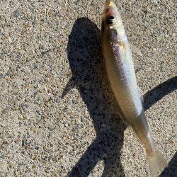 カワハギを求めて