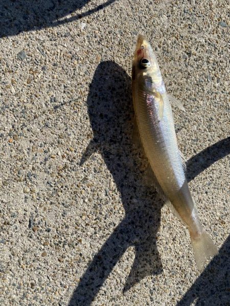 カワハギを求めて