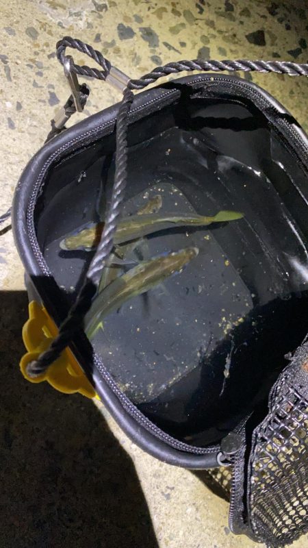 初めてアジングオンリー