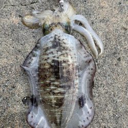 2023 佐渡ヶ島エギング 21回目【10月1日】