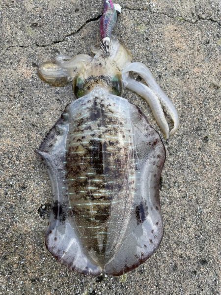 2023 佐渡ヶ島エギング 21回目【10月1日】