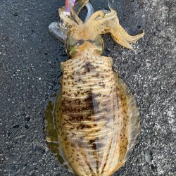 2023 佐渡ヶ島エギング 30回目【10月14日】