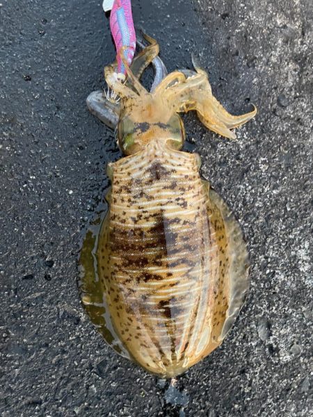 2023 佐渡ヶ島エギング 30回目【10…