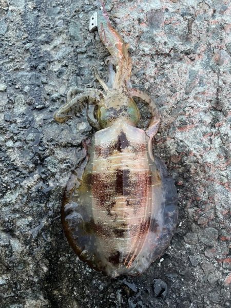 2023 佐渡ヶ島エギング 38回目【10月24日】