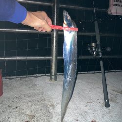 仕事帰りにタチウオ