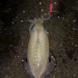 エギング　佐渡遠征④1日目